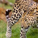 slides/IMG_3885.jpg wildlife, feline, big cat, cat, predator, fur, spot, amur, siberian, leopard WBCW7 - Amur Leopard